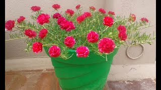 How to grow RED Pathumani Table RoseMoss RosePortulaca Grandiflora whatsapp 9361427377 [upl. by Merla]