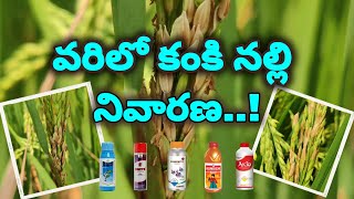 Varilo Kanki Nalli nivarana  Rice Panicle Mite Management [upl. by Anayi398]