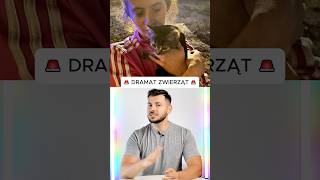 Dramat zwierzaków w Jaworze zwierzęta dramat [upl. by Alegna]