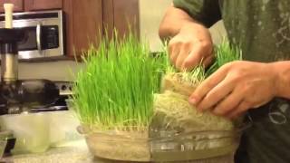 Hydroponic Grown Wheatgrass [upl. by Ahsier]