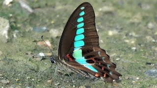 20241005  土城彈藥庫  青鳳蝶 Graphium sarpedon connectens 吃喝才好拍 [upl. by Erickson]