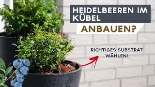 Heidelbeeren im Topf erfolgreich anbauen  Auf die richtige Erde kommt es an [upl. by Daffy]