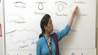 Morphogenesis of brain Lecture BSc Zoology by Priya Rathore [upl. by Adleremse]