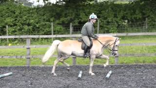 Discover the versatility of the Haflinger  HorseandRider [upl. by Carbo]