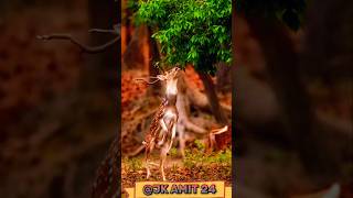 Funny barasingha Hiran funny comedy people block short hairstyle popular trendingvideo shortvideo [upl. by Nimesay826]