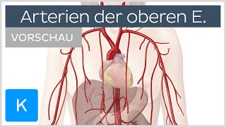 Obere Extremität Arterien und Blutversorgung Vorschau  Kenhub [upl. by Catherina]