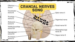 Cranial Nerves Song  Study Songz  Memorize the 12 Cranial Nerves Easily [upl. by Annoek]