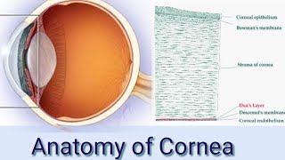 Anatomy of cornea  Human eye  Explanation in hindi [upl. by Dhumma948]