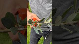 Comment bouturer un olivier  ✂️ diy jardin olivier bouture [upl. by Navek]