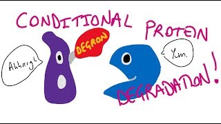 Conditional protein degradation systems [upl. by Atinna]