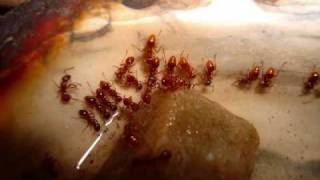 The Story of My Ant Colony Myrmica rubra [upl. by Josefa]