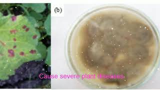 Cercospora fungi cause severe plant diseases [upl. by Lassiter]