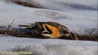 Cinteze de iarna  Bramblings Fringilla Montifringilla [upl. by Ariait722]