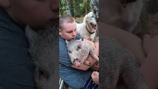 Hoof Trimming Time for Piggy Sue the Mini Pig at Perrydise Acres Squealing Like Crazy [upl. by Baggott]