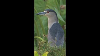 Blackcrowned Night Heron [upl. by Cassie]