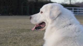 Caratteristiche Cane Pastore Maremmano Abruzzese [upl. by Rocker]