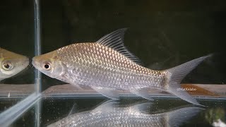 Osteochilus schlegelii  Giant SharkminnowAra Malaysia [upl. by Rednaxela]