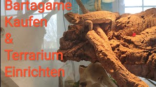 Bartagame Kaufen  Bartagamen Haltung  Terrarium Einrichten [upl. by Medea468]