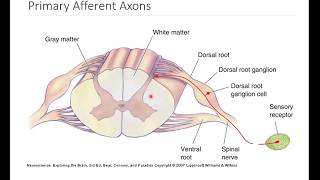 OSSM Neuro Chapter 12  Primary Somatosensory Afferents [upl. by Afaw]