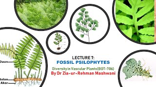 Lecture 7 Fossil Psilophytes  Psilophyton  Rhynia  Asteroxylon  Zosterophyllum [upl. by Haley]