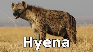 Hyena Sounds amp Hyena Pictures  The Sound a Hyena Makes [upl. by Krystalle439]