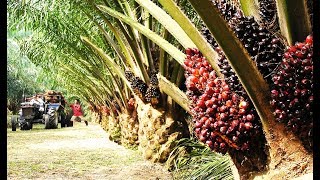 Asia Oil Palm Farm and Harvest  Oil Palm Cultivation Technology [upl. by Amees]