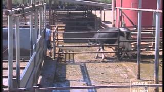 Dairy Safety Spanish Part 2 [upl. by Roath]