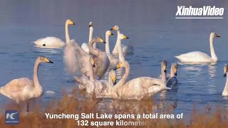 Salt Lake transforms into quotSwan Lakequot [upl. by Em891]