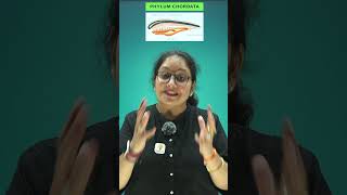 Phylum Chordata neet biology animalclassification cbse animalkingdomclass11zoology [upl. by Izmar]