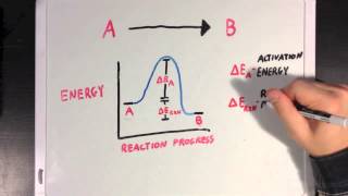 Enzymes and Activation Energy [upl. by Nitniuq]