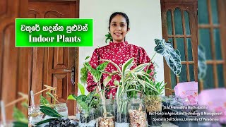 indoor plants ideas for beginners 2023 [upl. by Opportuna958]