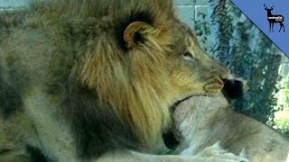 Lion Kills Lioness In Front Of Dallas Zoo Visitors [upl. by Sauer]