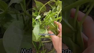 Malabar spinach shorts [upl. by Cohbert]