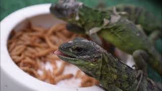 The New Best Pet Iguana Mexican Spiny tail Iguanas Pied Iguana Banana Iguanas Update Feb 01 2023 [upl. by Euqinamod]