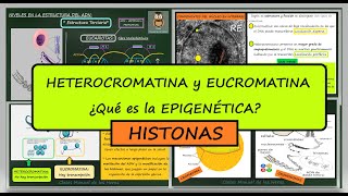 Heterocromatina y Eucromatina Proteínas Histonas ¿Qué es la EPIGENÉTICA Genes Biología [upl. by Wesa]