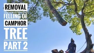 Felling of camphor tree  Removal with crane part 2  Arborist 空師 [upl. by Fry]