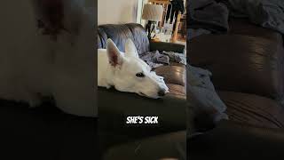 When your dog has Anaplasmosis youtubeshorts youtube germanshepherd [upl. by Retxab241]