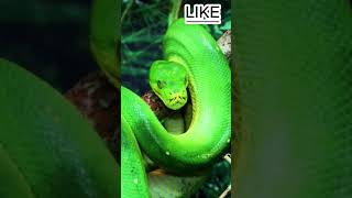 Worlds most Dangerous Snakes facts entertainment animalfacts information wildlifesnake [upl. by Brnaby]