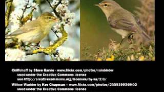 Identifying Willow Warbler and Chiffchaff [upl. by Avilla]