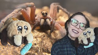 LIMITED Maple Plushie BAD news amp possibly GRAVID Wolf Spider UNBOXING Hogan Lenta amp MORE [upl. by Wolenik81]