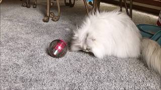 Catrine™ Catmosphere Treat Ball [upl. by Pellegrini]