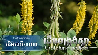 ដើមចង្ក្រង់ស្វា  Crotalaria pallida tree [upl. by Fidelas]