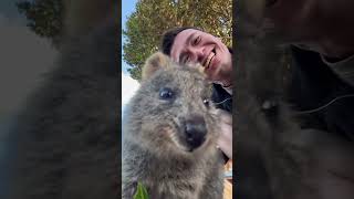 No quokkas were stolen in the making of this video 👀 shorts [upl. by Harvison]