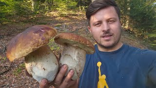 FUNGHI PORCINI 2024  DIO Incredibile che PORCINI [upl. by Asile599]