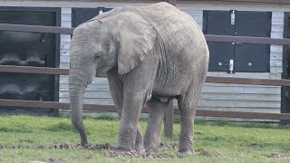 Playing African Elephants  Howletts Wild Animal Park [upl. by Southworth]