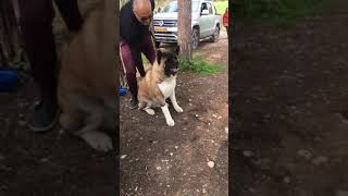 American akita gets angry 😤 [upl. by Ojeillib]