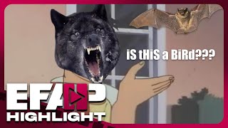 Canis Lupus Retardus  EFAP Highlight [upl. by Ecyoj437]