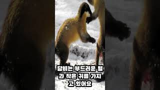 담비 정보 Yellowthroated marten info [upl. by Ray]