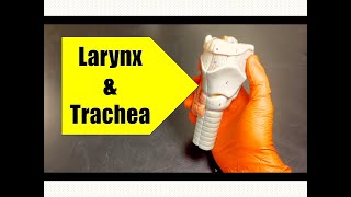 What are the larynx and trachea [upl. by Lu206]