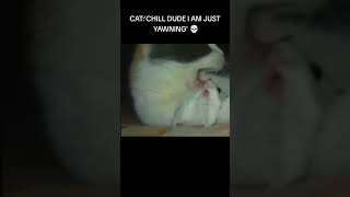 a mouse when a cat yawns meme funny laughs cat [upl. by Calica474]